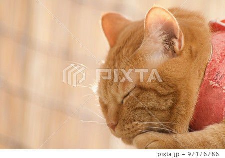 ベランダで寝むる茶寅猫 92126286