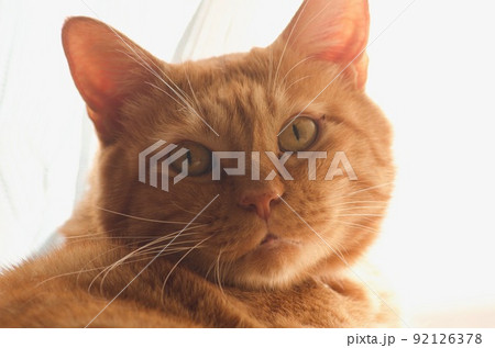 興味津々の猫の顔 92126378
