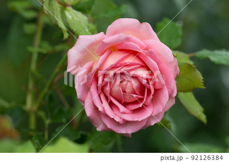 Rose Jubilee Celebration. Rose Jubilee Celebration. 92126384