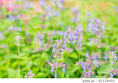 キャットミントの花 92126401