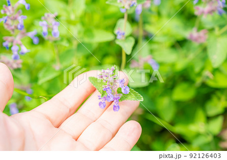 キャットミントの花 キャットミントの花 92126403