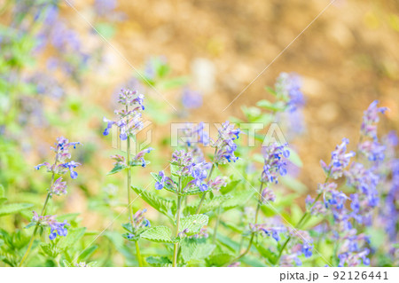 キャットミントの花 キャットミントの花 92126441