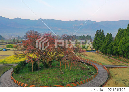 夜明け前の南阿蘇村の一心行の大桜の空撮 夜明け前の南阿蘇村の一心行の大桜の空撮 92126505