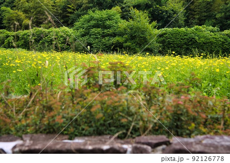 馬見丘陵公園（初夏　キンシバイの仲間　石の標識） 92126778