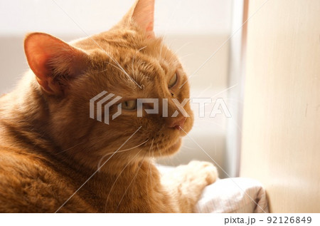 振り向くちゃとらの猫 92126849