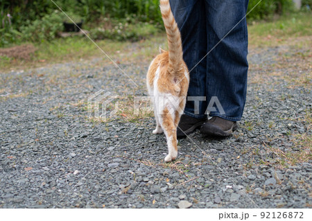 足もとに寄ってくる猫 茶白猫 足もとに寄ってくる猫 茶白猫 92126872