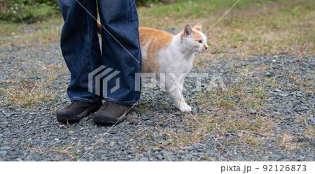 足もとに寄ってくる猫　茶白猫 92126873