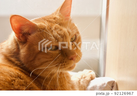 振り向くちゃとらの猫 92126967