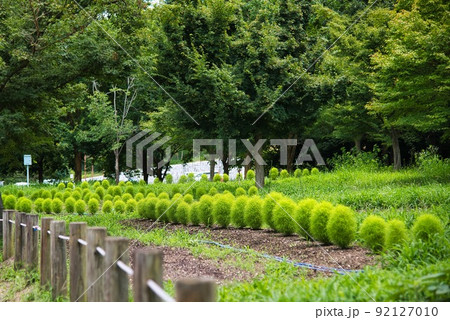 馬見丘陵公園（初夏　たくさん　丸い　コキア） 92127010