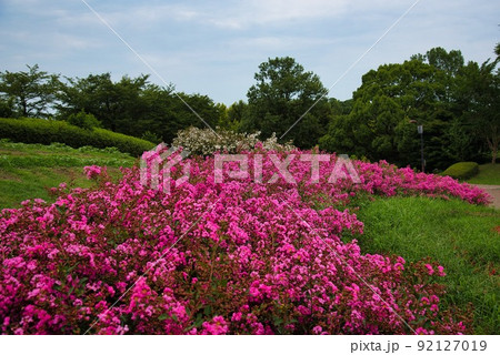 馬見丘陵公園（初夏　赤い小さな　花たち） 92127019