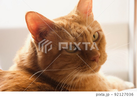 振り向くちゃとらの猫 92127036