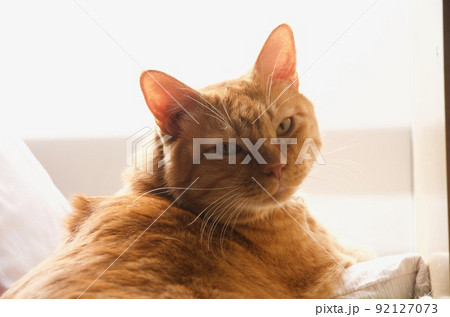 猫の顔 猫の顔 92127073