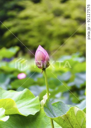 ハスの蕾 ハスの蕾 92127576