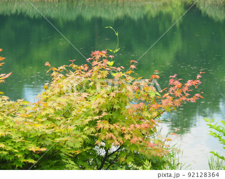 水辺にたつ夏のモミジ 92128364
