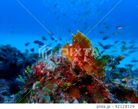 奄美大島の海に住むハダカハオコゼの仲間 奄美大島の海に住むハダカハオコゼの仲間 92128529