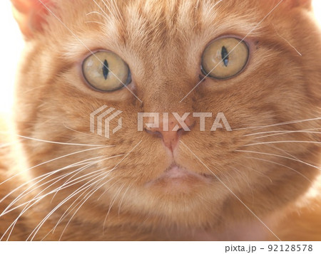 びっくり顔の茶寅ねこの顔のアップ 92128578