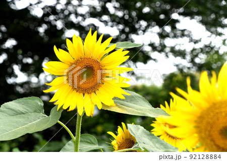 ひまわり ひまわり 92128884