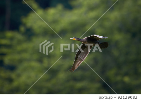 カワウ/飛翔_3 カワウ/飛翔_3 92129082