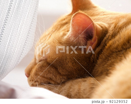 明るい窓辺で寝むる茶寅ねこの横顔 92129352