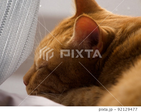 明るい窓辺で寝むる茶寅ねこの横顔 明るい窓辺で寝むる茶寅ねこの横顔 92129477