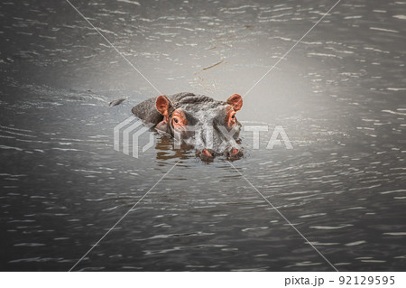 Hippo portrait in the Mara river. Safari concept. Maasai Mara Kenya Tanzania Hippo portrait in the Mara river. Safari concept. Maasai Mara Kenya Tanzania 92129595