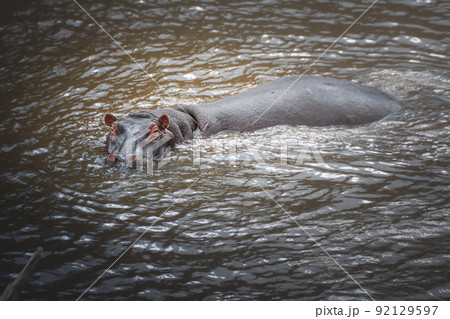 Hippo portrait in the Mara river. Safari concept. Maasai Mara Kenya Tanzania 92129597