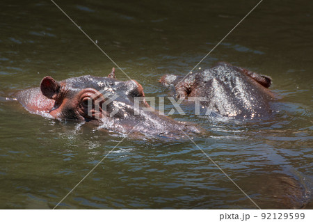 Pair of Hippo in the Mara river. Safari concept. Maasai Mara Kenya Tanzania 92129599