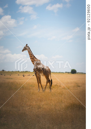 Giraffes in Maasai Mara.  Kenya Tanzania. Travel and safari 92129600