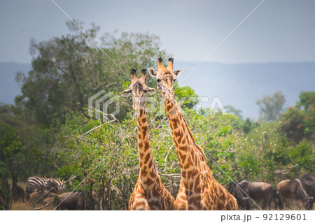 Giraffes in Maasai Mara.  Kenya Tanzania. Travel and safari concept. 92129601