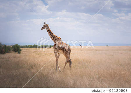 Giraffes in Maasai Mara. Kenya Tanzania. Travel and safari concept. Giraffes in Maasai Mara. Kenya Tanzania. Travel and safari concept. 92129603