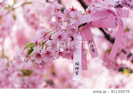 桜神宮 河津桜 縁結びの木 花帯 桜神宮 河津桜 縁結びの木 花帯 92130076