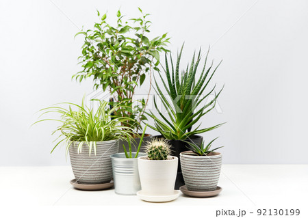 Several indoor plants standing on white table. 92130199