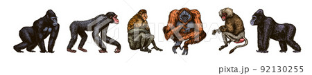 Bonobo or chimpanzee, Western gorilla , Orangutan in vintage style. Colombian capuchin Proboscis Bonobo or chimpanzee, Western gorilla , Orangutan in vintage style. Colombian capuchin Proboscis 92130255