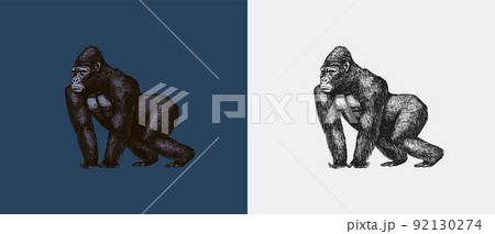 Western gorilla is crawling in vintage style. Giant monkey. Hand drawn engraved sketch in woodcut 92130274