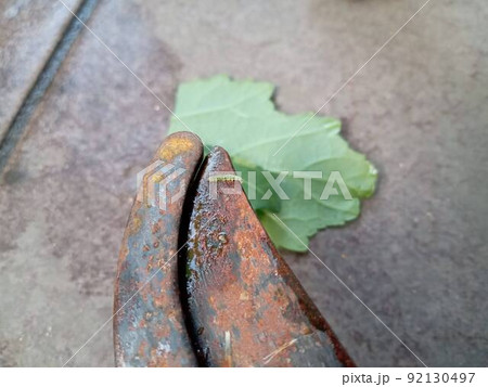収穫バサミとオクラの葉とワタノメイガの幼虫と 収穫バサミとオクラの葉とワタノメイガの幼虫と 92130497