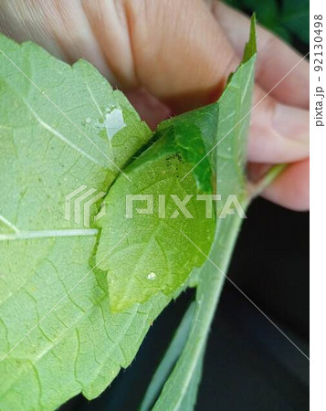 ワタノメイガの幼虫が巻いたオクラの葉を覗く ワタノメイガの幼虫が巻いたオクラの葉を覗く 92130498