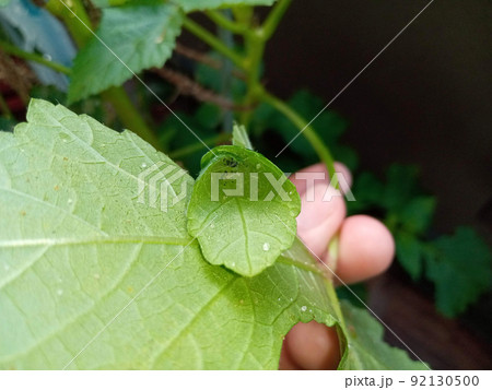 オクラの葉が巻かれていたらワタノメイガの幼虫がいるかもしれない 92130500