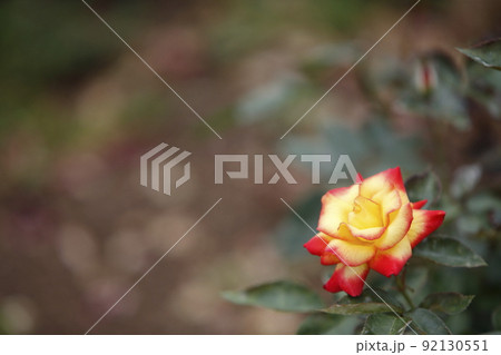 荒尾市 おもやい市民花壇 バラの花、 荒尾市 おもやい市民花壇 バラの花、 92130551