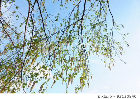 白樺の花 92130840