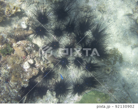 ガンガゼ ガンガゼ 92130902