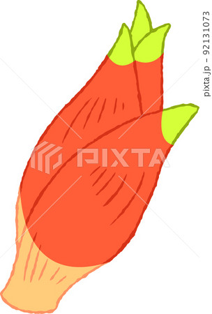 ミョウガ ミョウガ 92131073