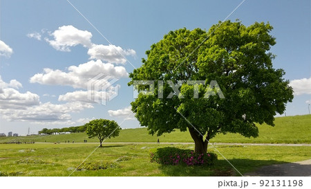 柴又公園 92131198