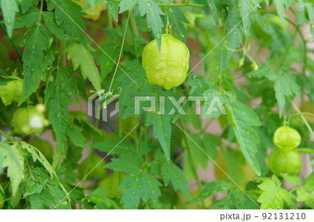 グリーンカーテンにもなるふんわりした丸い実が付くフウセンカズラ 92131210