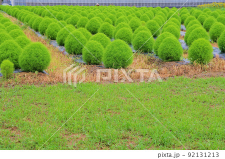 ふんわり丸くてもこもこした緑色のコキアが密生 92131213