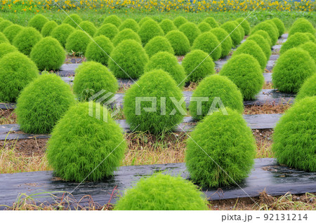 ふんわり丸くてもこもこした緑色のコキアが密生 92131214