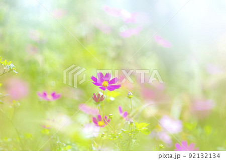コスモスの花 コスモスの花 92132134