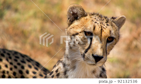 Cheetah, Wildlife Reserve, South Africa 92132536