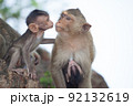 可愛いサル 92132619