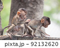 可愛いサル 92132620