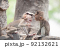 可愛いサル 92132621